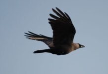 ‘आगरा से सात खिलाड़ी हैं तो क्या हुआ ’