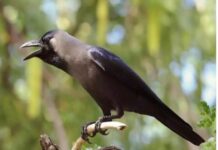 ..क्योंकि कौव्वा सब जानता है, किसने क्या खाया