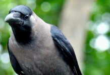 ऐ भाई! यह हर साल लगने वाला उर्स का मेला नहीं, परफॉर्मेंस दीजिए या टीम छोड़िए