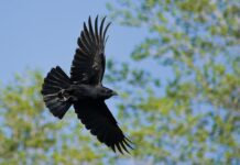 कांव-कांव : जंगल में मोर नाचा किसने देखा?