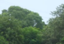 केडीएमए इंटरनेशनल, बीएनएसडी इंटर कॉलेज, डीपीएस आज़ाद नगर और एसएआर जयपुरिया स्कूल की शानदार जीत