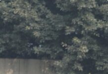 एके इंफ्रा व पीआर लीगल जीएसटी की दमदार दूसरी जीत